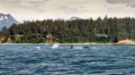Whales bubble-net feeding in Alaska